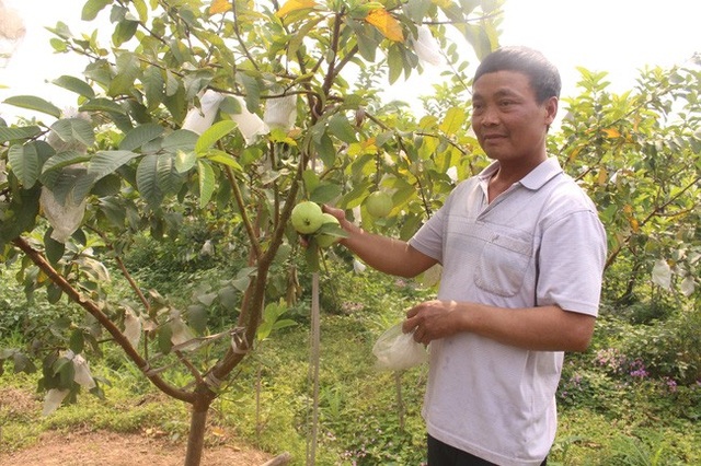 Bí quyết chăm ổi lê Đài Loan ra trái ngọt, giòn, thu về tiền tỷ - 1 Bí quyết chăm ổi lê Đài Loan ra trái ngọt, giòn, thu về tiền tỷ - 1