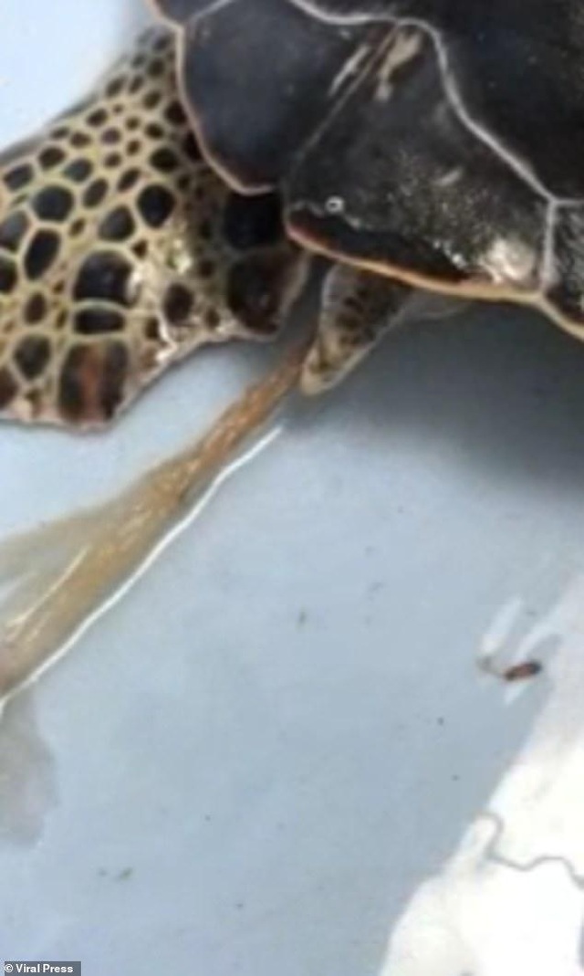Bác sĩ kéo túi nilon dài 30 cm ra khỏi lỗ huyệt của rùa do ăn nhầm - 1