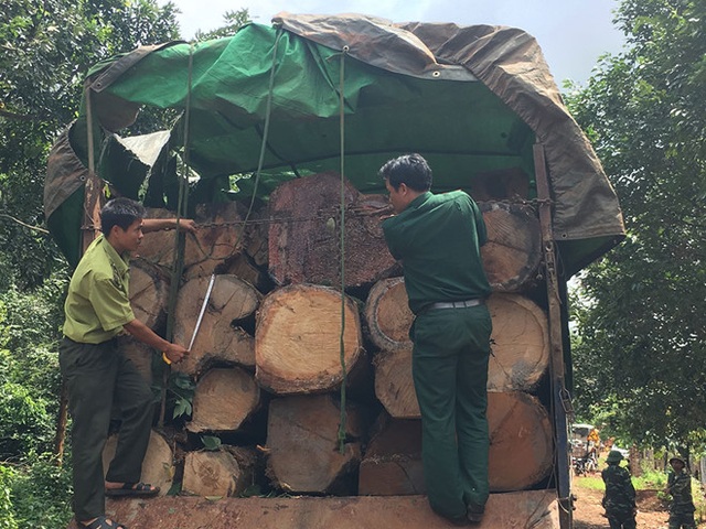 Xét xử 10 đối tượng trong vụ vận chuyển gỗ lậu “khủng” ở vùng biên - 2 Xét xử 10 đối tượng trong vụ vận chuyển gỗ lậu “khủng” ở vùng biên - 2
