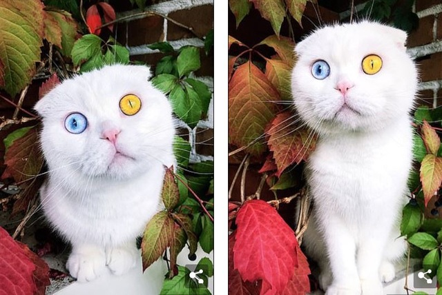 Độc đáo chú mèo có 2 màu mắt một xanh một vàng