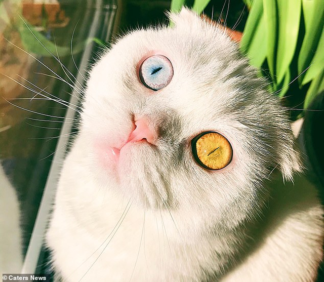 Độc đáo chú mèo có 2 màu mắt một xanh một vàng - Ảnh minh hoạ 2