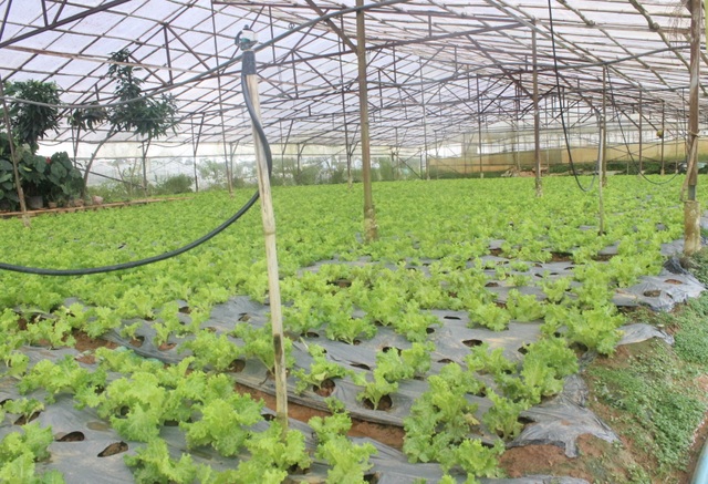 Giá rau, hoa Đà Lạt bật tăng sau dịch Covid-19 - 2 Giá rau, hoa Đà Lạt bật tăng sau dịch Covid-19 - 2