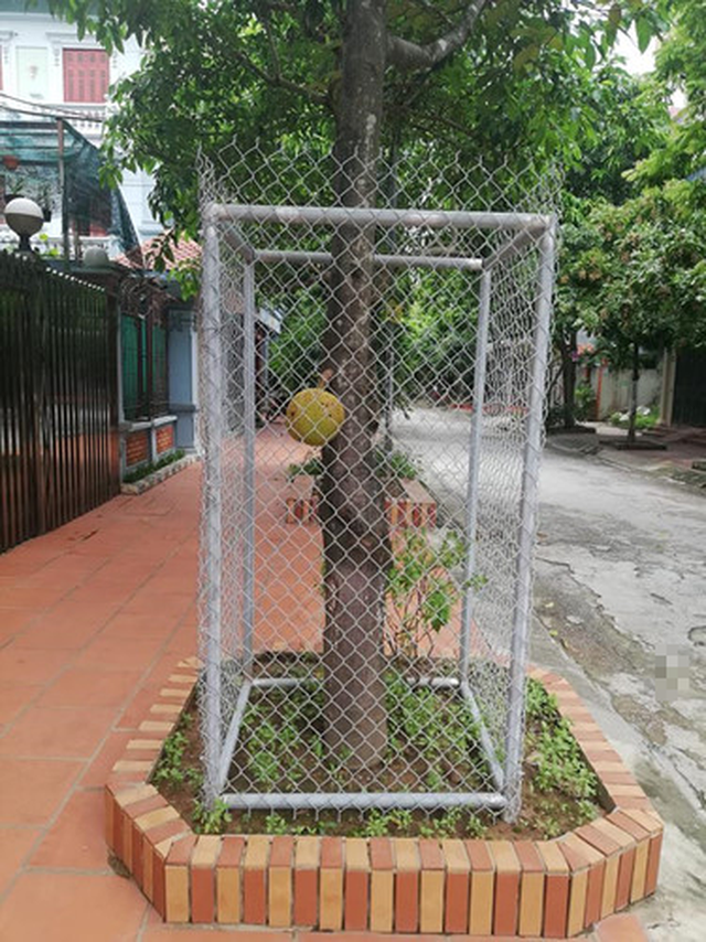 Bỏ tiền triệu đóng lồng cho mít vẫn khóc ra tiếng Mán với kẻ trộm - 10 Bỏ tiền triệu đóng lồng cho mít vẫn khóc ra tiếng Mán với kẻ trộm - 10