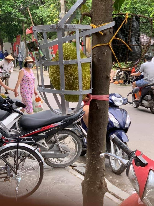 Bỏ tiền triệu đóng lồng cho mít vẫn khóc ra tiếng Mán với kẻ trộm - 4 Bỏ tiền triệu đóng lồng cho mít vẫn khóc ra tiếng Mán với kẻ trộm - 4