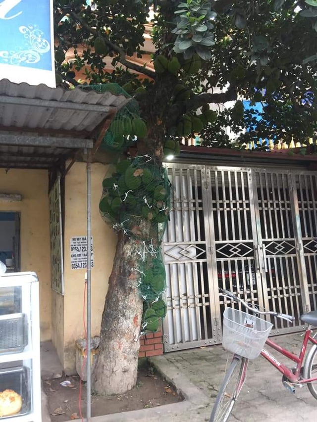 Bỏ tiền triệu đóng lồng cho mít vẫn khóc ra tiếng Mán với kẻ trộm - 2 Bỏ tiền triệu đóng lồng cho mít vẫn khóc ra tiếng Mán với kẻ trộm - 2