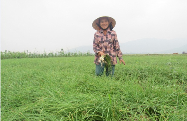 Hà Tĩnh: Dùng rơm làm áo cho hành, kiếm hàng chục triệu đồng - 5 Hà Tĩnh: Dùng rơm làm áo cho hành, kiếm hàng chục triệu đồng - 5