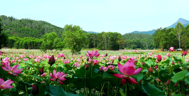 Mãn nhãn với thung lũng sen hồng tuyệt đẹp giữa lòng xứ Quảng - 1 Mãn nhãn với thung lũng sen hồng tuyệt đẹp giữa lòng xứ Quảng - 1