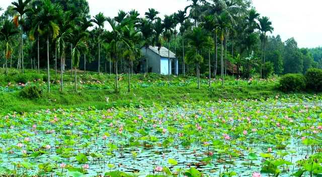Mãn nhãn với thung lũng sen hồng tuyệt đẹp giữa lòng xứ Quảng - 10 Mãn nhãn với thung lũng sen hồng tuyệt đẹp giữa lòng xứ Quảng - 10