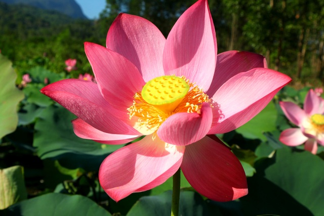 Mãn nhãn với thung lũng sen hồng tuyệt đẹp giữa lòng xứ Quảng - 11 Mãn nhãn với thung lũng sen hồng tuyệt đẹp giữa lòng xứ Quảng - 11