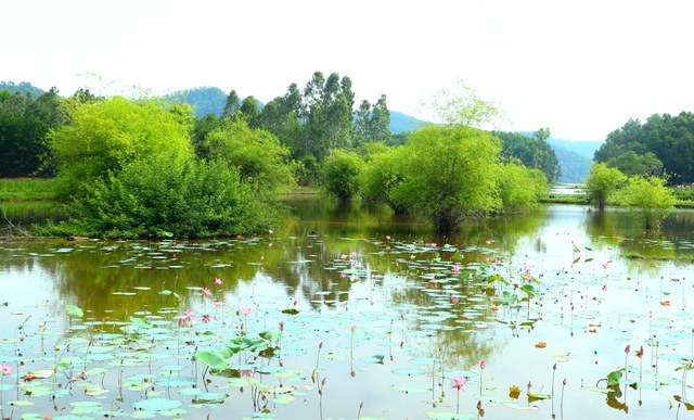 Mãn nhãn với thung lũng sen hồng tuyệt đẹp giữa lòng xứ Quảng - 3 Mãn nhãn với thung lũng sen hồng tuyệt đẹp giữa lòng xứ Quảng - 3