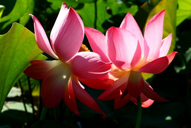 Mãn nhãn với thung lũng sen hồng tuyệt đẹp giữa lòng xứ Quảng - 4 Mãn nhãn với thung lũng sen hồng tuyệt đẹp giữa lòng xứ Quảng - 4