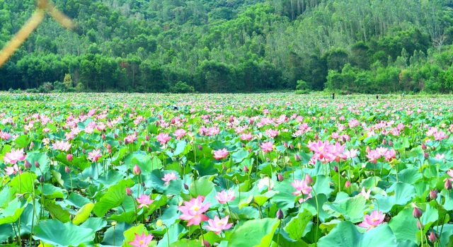 Mãn nhãn với thung lũng sen hồng tuyệt đẹp giữa lòng xứ Quảng - 5 Mãn nhãn với thung lũng sen hồng tuyệt đẹp giữa lòng xứ Quảng - 5