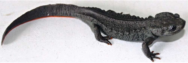 Loài sa giông cá sấu mới siêu dễ thương được phát hiện ở Việt Nam - 2
