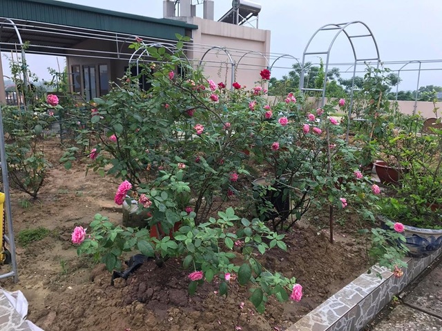 Mẹ đảm 8x ở Bắc Giang đổ đất làm vườn trên sân thượng “tốt như nông trại” - 7