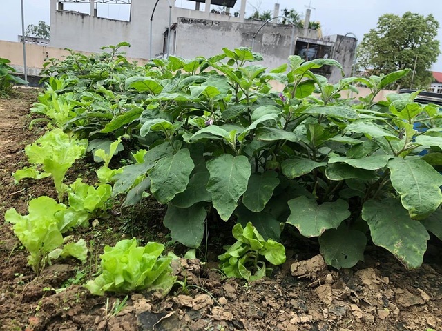 Mẹ đảm 8x ở Bắc Giang đổ đất làm vườn trên sân thượng “tốt như nông trại” - 3