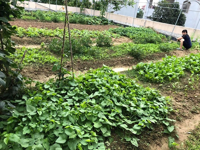 Mẹ đảm 8x ở Bắc Giang đổ đất làm vườn trên sân thượng “tốt như nông trại” - 1