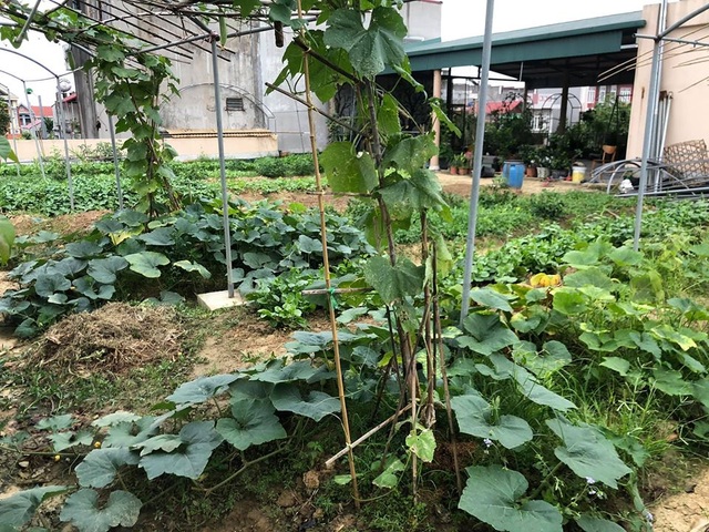 Mẹ đảm 8x ở Bắc Giang đổ đất làm vườn trên sân thượng “tốt như nông trại” - 5
