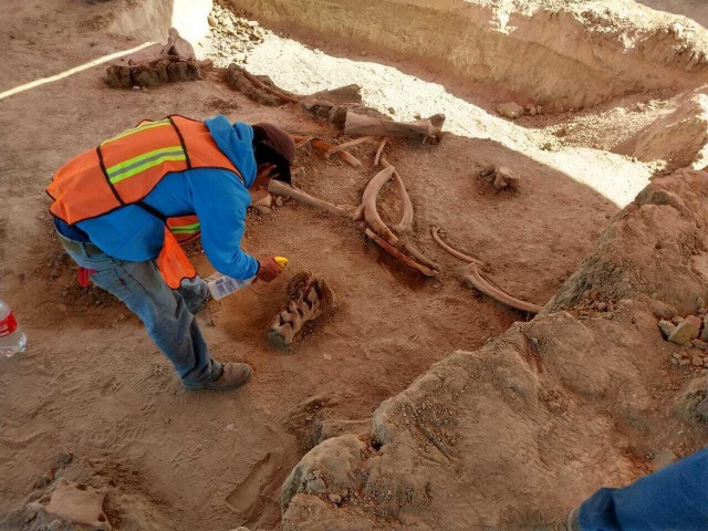 Tìm thấy xương của hàng chục con voi ma mút khổng lồ ở Mexico - 1 Tìm thấy xương của hàng chục con voi ma mút khổng lồ ở Mexico - 1