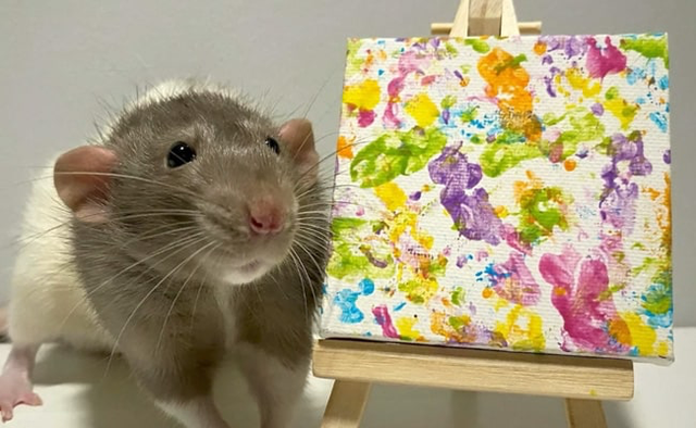 Chuột “triệu phú” vẽ tranh bán giá hàng chục triệu đồng