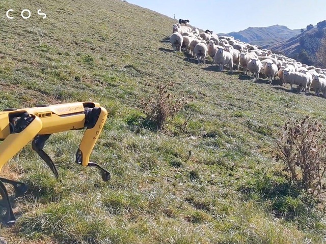 Khi chó chăn cừu là robot - Ảnh minh hoạ 4