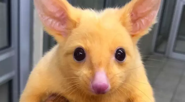 Sinh vật lông vàng ở Úc được mệnh danh Pikachu ngoài đời thực - 1