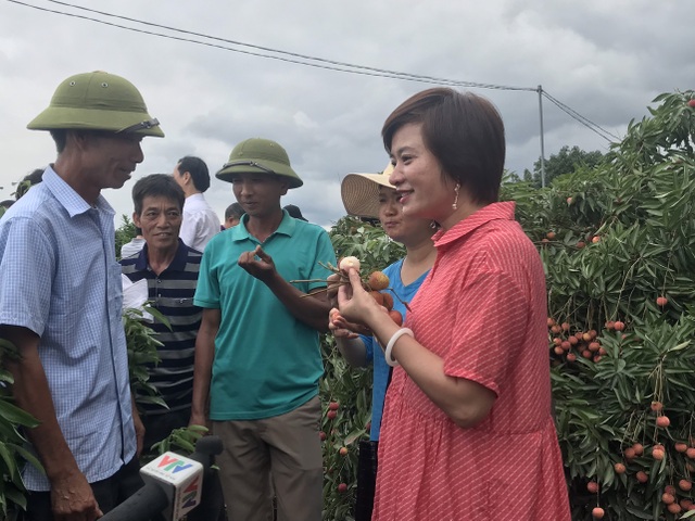 Hàng trăm thương lái Trung Quốc chực chờ, đếm ngày sang Việt Nam mua vải - 3