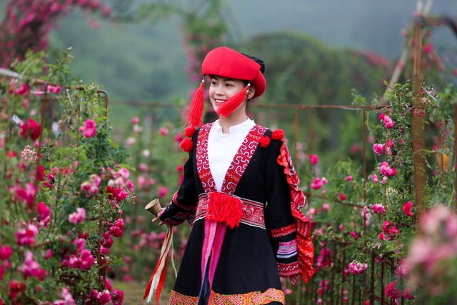Lạc bước vào thung lũng hoa hồng lớn nhất Việt Nam tại Sa Pa - 11