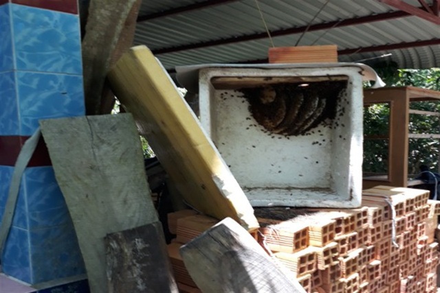 Dụ ong làm tổ trong thùng xốp, ở hốc cây dừa, thu mật ngon, bán đắt tiền - 1