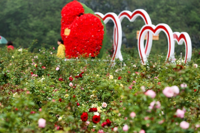 Lạc bước vào thung lũng hoa hồng lớn nhất Việt Nam tại Sa Pa - 13
