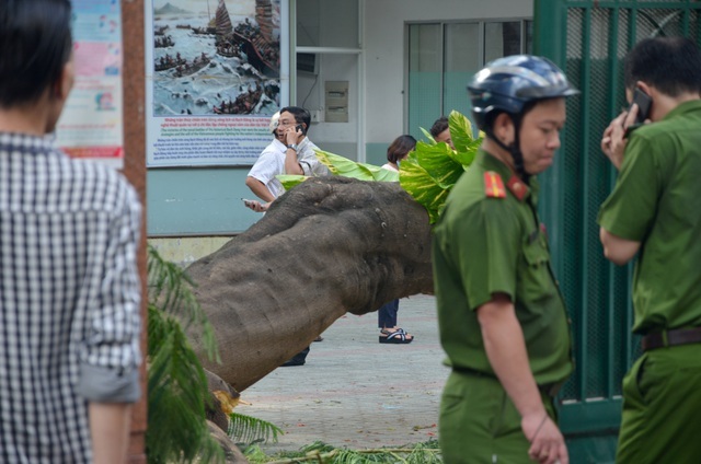 Vụ cây phượng bật gốc trong sân trường: 1 học sinh đã tử vong - 2 Vụ cây phượng bật gốc trong sân trường: 1 học sinh đã tử vong - 2