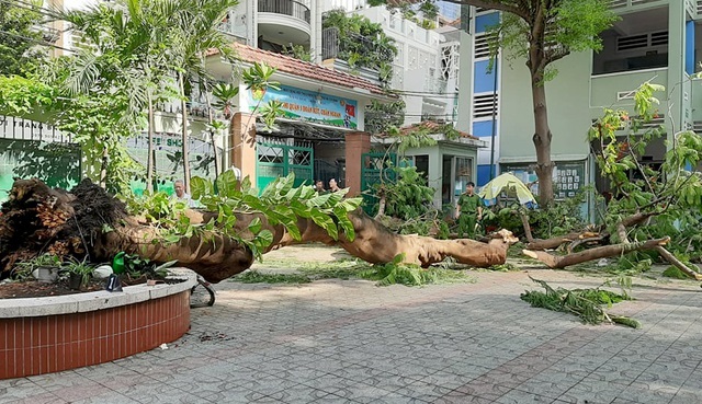 Vụ cây phượng bật gốc: Thêm hai học sinh bị gãy xương, 4 em ra viện - 1 Vụ cây phượng bật gốc: Thêm hai học sinh bị gãy xương, 4 em ra viện - 1