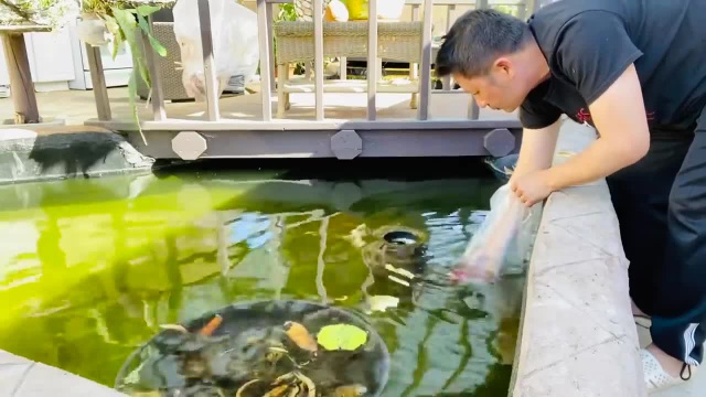 Chiêm ngưỡng hồ cá Koi của Bằng Kiều trên đất Mỹ - 6 Chiêm ngưỡng hồ cá Koi của Bằng Kiều trên đất Mỹ - 6