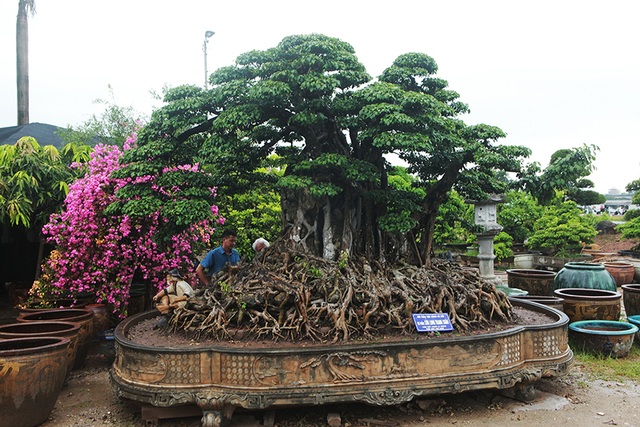 Choáng ngợp cây sanh lá móng cổ thụ giá chục tỷ ở Hà Nội - 11