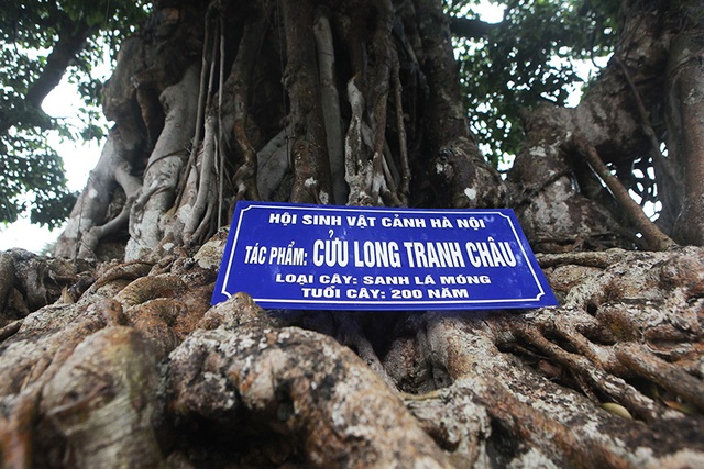 Choáng ngợp cây sanh lá móng cổ thụ giá chục tỷ ở Hà Nội - 2 Choáng ngợp cây sanh lá móng cổ thụ giá chục tỷ ở Hà Nội - 2