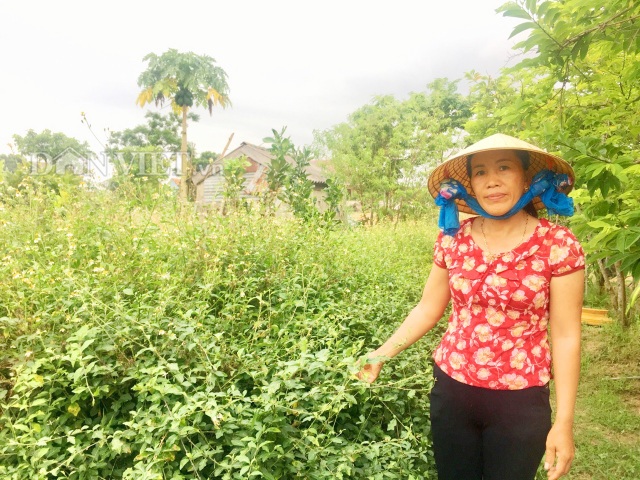Quảng Bình: Trồng cây dại đầy gai, không ngờ thu lãi đậm - 1 Quảng Bình: Trồng cây dại đầy gai, không ngờ thu lãi đậm - 1