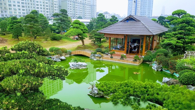Tùng La Hán phong cách vườn Nhật đang thịnh hành - 1