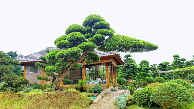 Tùng La Hán phong cách vườn Nhật đang thịnh hành - 4 Tùng La Hán phong cách vườn Nhật đang thịnh hành - 4