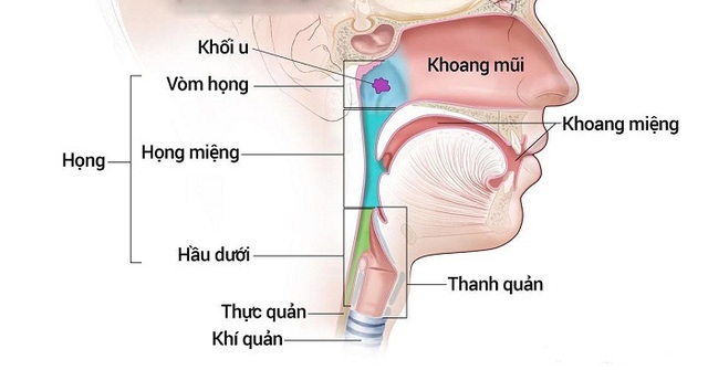 Mách bạn một số dấu hiệu cảnh báo ung thư tai mũi họng - 1 Mách bạn một số dấu hiệu cảnh báo ung thư tai mũi họng - 1