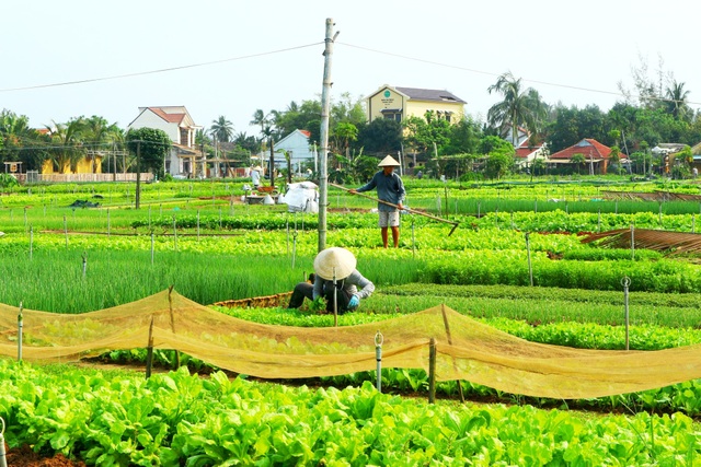 Hoi An mo cua hoat dong du lich tro lai binh thuong