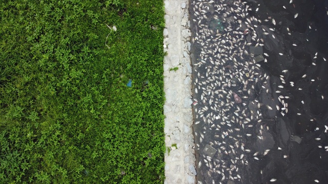Hà Nội: Cá chết trắng góc hồ Công viên Yên Sở - 1