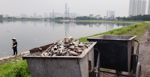 Hà Nội: Cá chết trắng góc hồ Công viên Yên Sở - 3 Hà Nội: Cá chết trắng góc hồ Công viên Yên Sở - 3