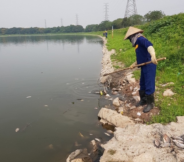 Hà Nội: Cá chết trắng góc hồ Công viên Yên Sở - 5 Hà Nội: Cá chết trắng góc hồ Công viên Yên Sở - 5