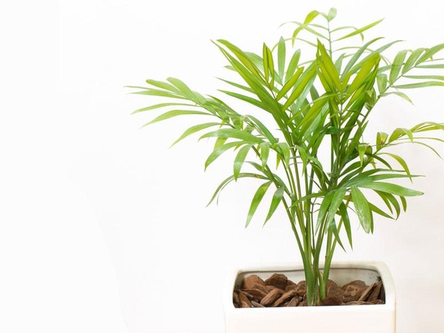 Trồng ngay loại cây này trong nhà vừa “nuốt” bụi bẩn, vừa đẹp không gian - 5 Trồng ngay loại cây này trong nhà vừa “nuốt” bụi bẩn, vừa đẹp không gian - 5