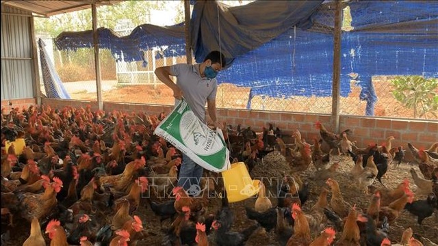 Mô hình nuôi gà trên đệm lót sinh học cho thu nhập 400 triệu đồng/năm - 3 Mô hình nuôi gà trên đệm lót sinh học cho thu nhập 400 triệu đồng/năm - 3