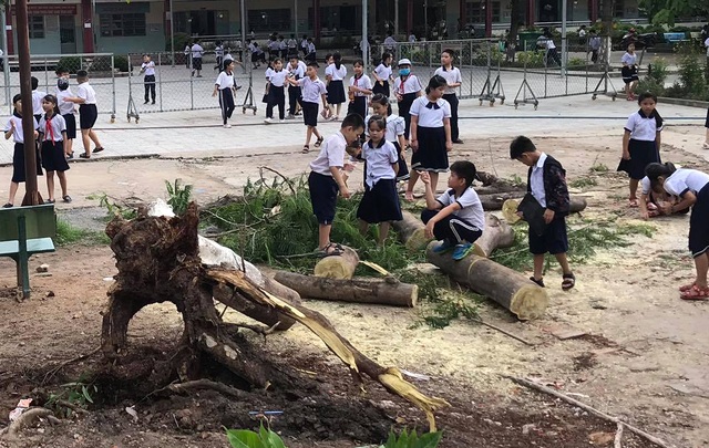 Lại một cây phượng cao hơn chục mét bật gốc trong trường tiểu học - 3