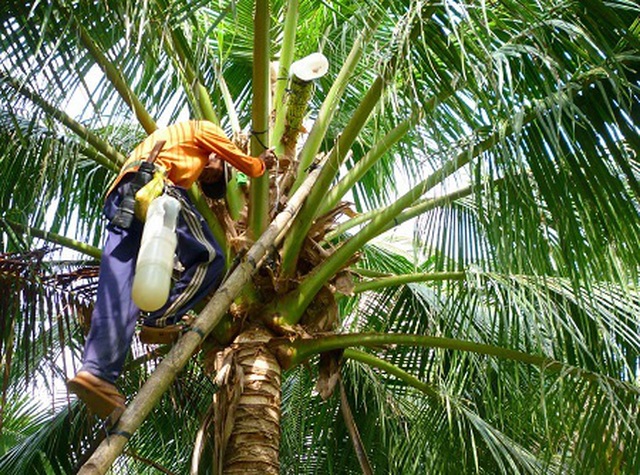 Trồng dừa chưa kịp ra trái đã hái được khối tiền ở Trà Vinh - 2 Trồng dừa chưa kịp ra trái đã hái được khối tiền ở Trà Vinh - 2