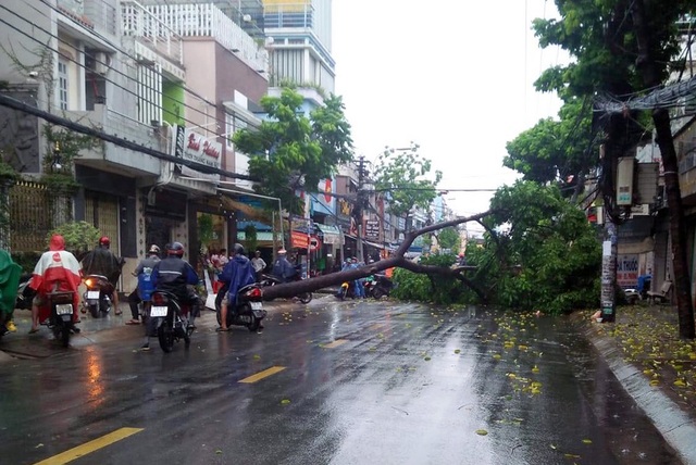 Cây đổ, đường ngập trong cơn mưa chiều cuối tuần - 3 Cây đổ, đường ngập trong cơn mưa chiều cuối tuần - 3
