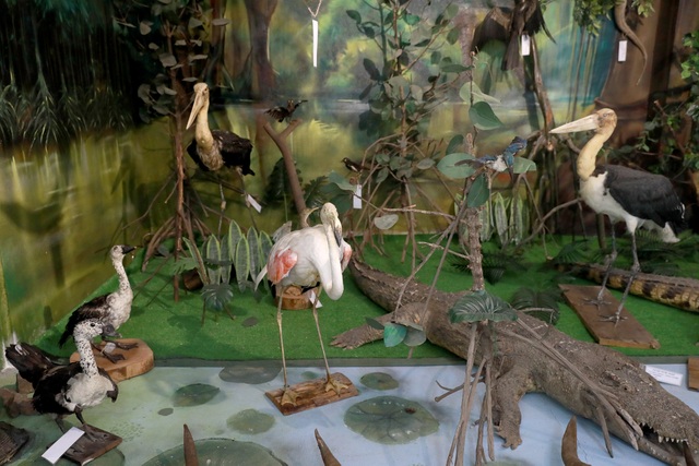Khám phá bảo tàng động thực vật ở Sài Gòn | Báo Dân trí