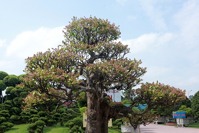 Đại gia Thái Nguyên dốc tiền khủng chơi dàn bonsai khế, coi như báu vật trong nhà - 10 Đại gia Thái Nguyên dốc tiền khủng chơi dàn bonsai khế, coi như báu vật trong nhà - 10