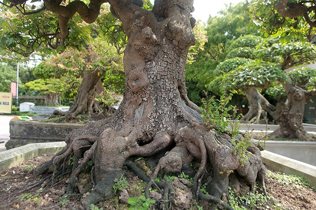 Đại gia Thái Nguyên dốc tiền khủng chơi dàn bonsai khế, coi như báu vật trong nhà - 12 Đại gia Thái Nguyên dốc tiền khủng chơi dàn bonsai khế, coi như báu vật trong nhà - 12